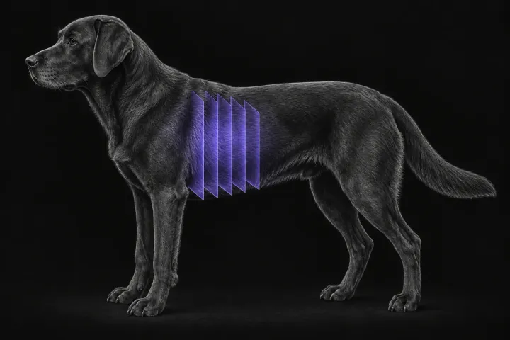 Stylised illustration of a dog's body in profile with translucent CT slice planes over the chest