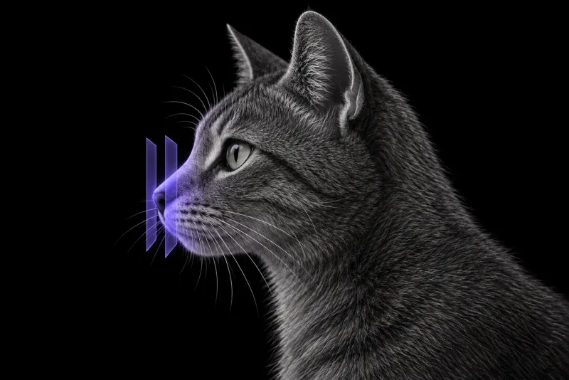 Stylised illustration of a cat's head in profile with translucent CT slice planes across the muzzle