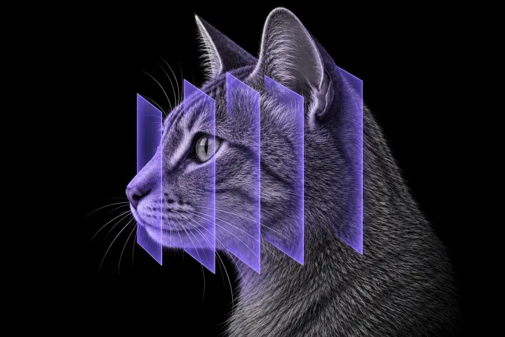 Stylised illustration of a cat's head in profile with translucent CT slice planes across the skull and jaws