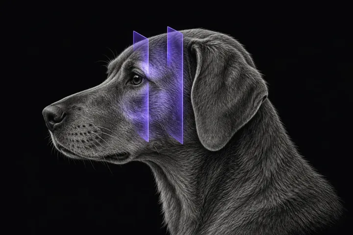 Stylised illustration of a dog's head in profile with translucent MRI slice planes over the temporal and masseter muscles